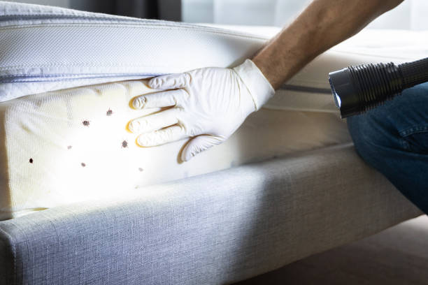 Wasp Removal Services in Hughes Springs, TX