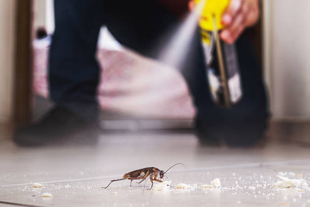 Best Insect Control  in Hughes Springs, TX