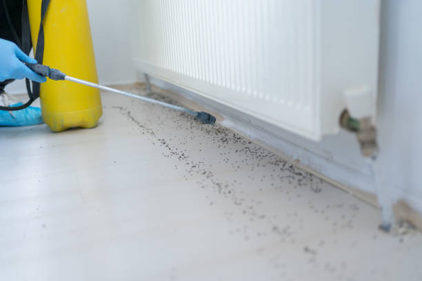 Best Ant Control Services  in Hughes Springs, TX